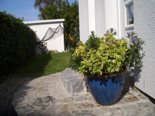 a blue pot with plants in it next to a house at Ferienhaus Kaptein Meyer in Zingst
