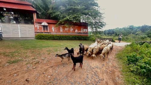 Gallery image of NATUREs LAP FARM STAY Mysore in Mysore