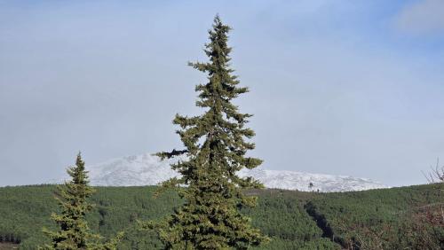 two tall pine trees in front of a mountain at Quinta da Feteira - Conforto, Aventura, Saúde in Maiorais