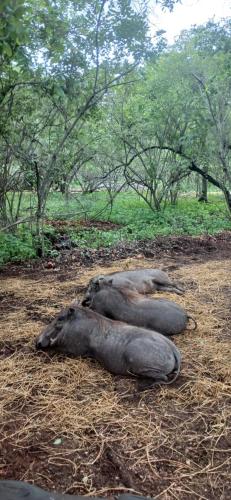 Dyr i lejligheden eller i nærheden