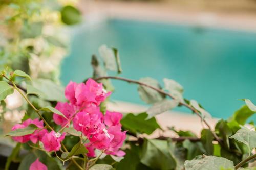 a bunch of pink flowers on a plant at Riad Soleil du Monde in Zagora