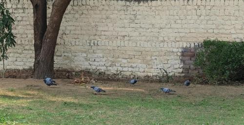 Zvířata v prázdninového domu nebo okolí