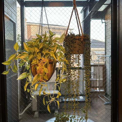 Dc桜の苑-天下茶屋别府