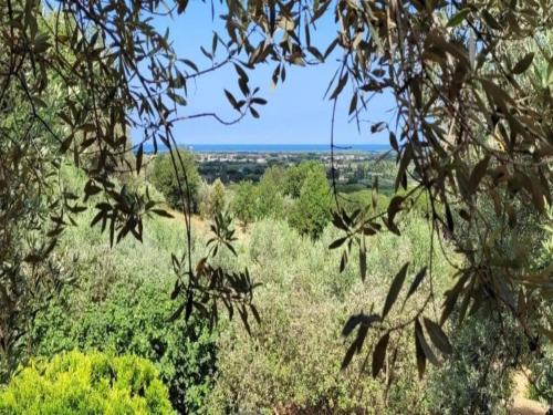 a view of a field of trees and bushes at Huge Holiday Home in Marina di Castagneto Carducci near Sea in Donoratico