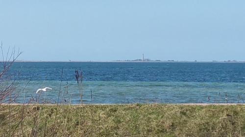 a white bird standing on a beach near the water at Haus Achtern Diek in erster Reihe am Meer in Fehmarn