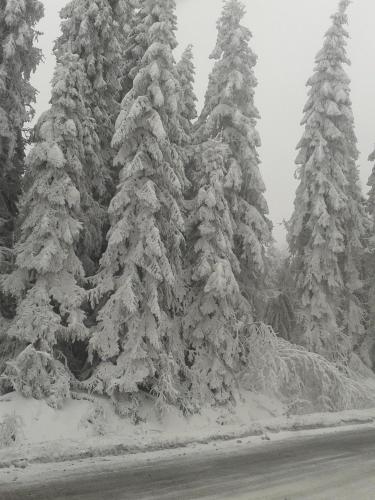 a group of pine trees covered in snow at Willa pod Babkami in Tylicz