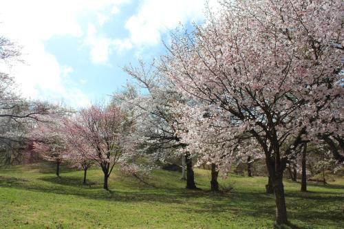 a group of trees with pink flowers in a field at Hachimantai Mountain Hotel & Spa in Hachimantai
