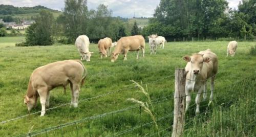 un allevamento di vacche che pascolano in un prato dietro una recinzione di Cottage de Vardes a Neufmarché