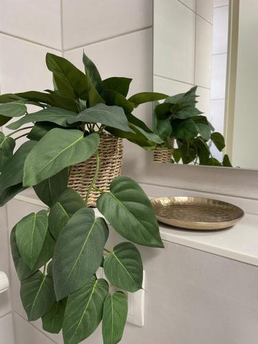 Un baño con dos plantas en cestas sobre un mostrador. en Casa-Mia City, en Kempten