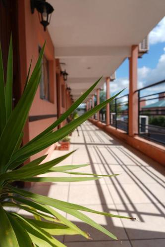 a plant sitting on the side of a building at Aparthotel Agave in Termas del Daymán