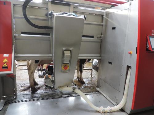 a cow is standing inside of a machine at Ferme du Rupalley in Isigny-sur-Mer