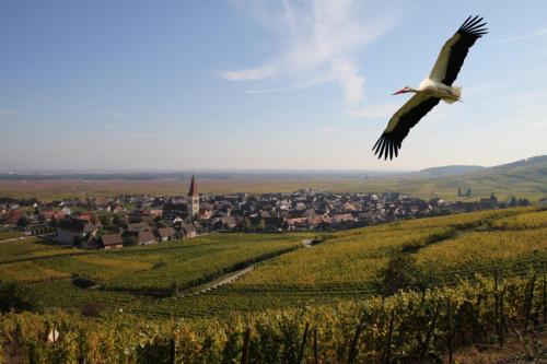 Les Chambres Du Vignoble – Photos 5
