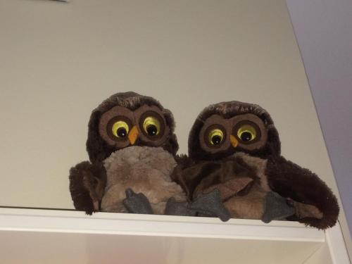 two stuffed owls sitting on top of a shelf at Alte Heimat in Schwegenheim