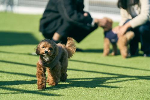 a small brown dog running on the grass at Solana木更津 in Kisarazu
