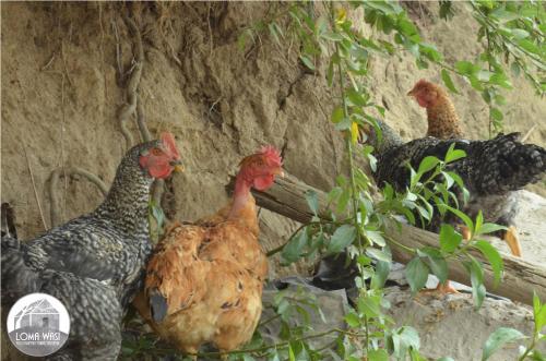 a group of chickens standing next to a wall at Casa Hotel Loma Wasi en Cotacachi in Cotacachi