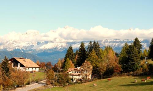 a group of cows grazing in a field with mountains at Ferienwohnung BERGKLANG in Nova Ponente