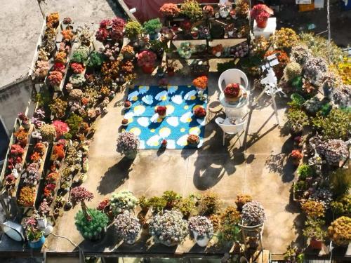 an overhead view of a garden with many plants at 空中花园国际民宿 贵阳火车站店 近甲秀楼 黔灵山公园 花果园白宫 二七路小吃街 in Guiyang