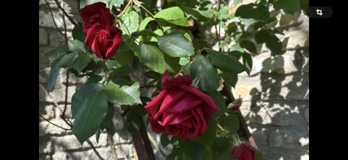 Billede fra billedgalleriet på L'aiguade 4 i Hames-Boucres