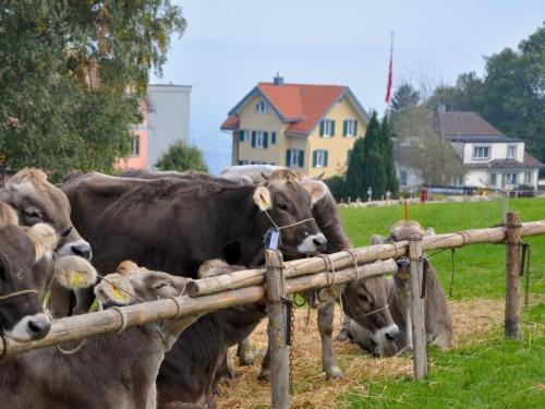 a group of cows are looking over a fence at Apartment Rätia by Interhome in Wolfhalden 