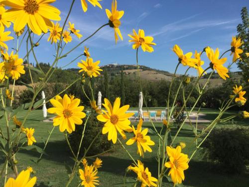 a bunch of yellow flowers in a park at Agriturismo Marinello in Pienza