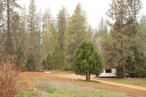 Tiny Rustic at Yosemite Gateway في غروفلاند: شجرة في وسط حقل مع خيمة