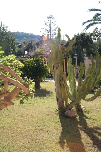 a cactus plant sitting in a yard next to a fence at Verdemare Sardegna Uno in Villasimius