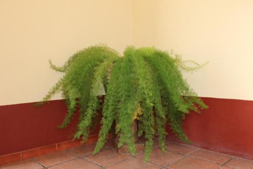 a green plant sitting on the corner of a wall at Hotel Camino de Villaseca in Guanajuato