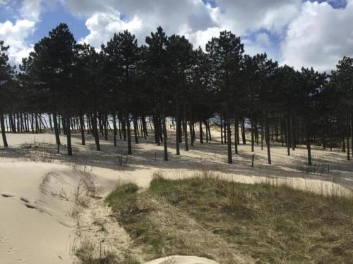 een groep bomen op een zandstrand bij Stunning apartment in Schoorl, North Hollandâ you can bike to the beach in Schoorl