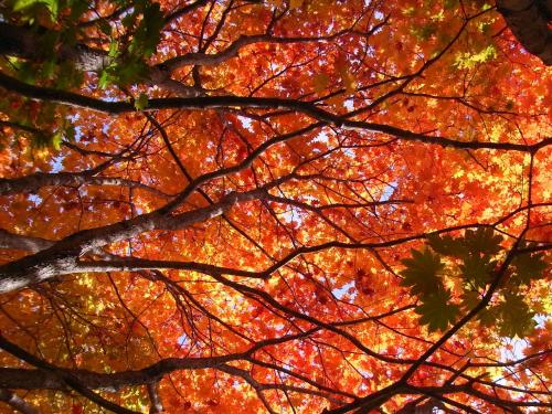 an image of a tree with orange leaves at Okunikko Konishi Hotel in Nikko