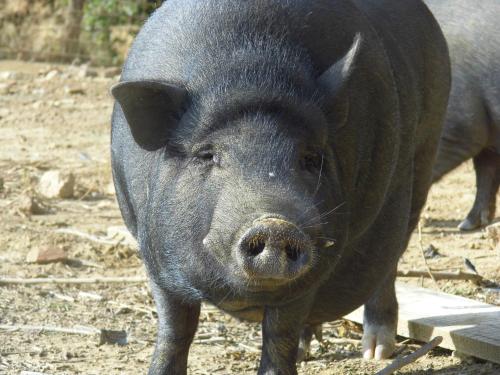 Animales en el agroturismo o alrededores