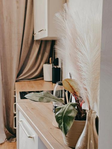 a kitchen counter with vases and plants on it at Apartamenty Paryskie Old Town View in Toruń