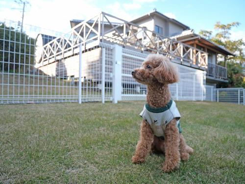 a small brown dog sitting in the grass at パーパスリゾート EG Sky terrace 熱川 in Higashiizu