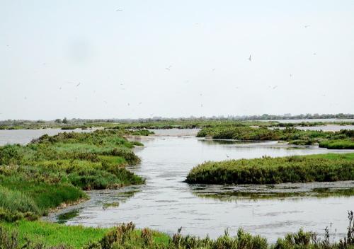 a river with grass and birds flying over it at Appartamento Guido Reni in Lido di Spina