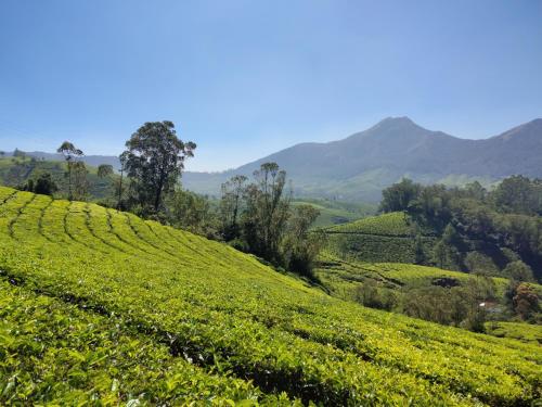 una piantagione di tè verde su una collina con montagne sullo sfondo di Munnar Valley View a Munnar