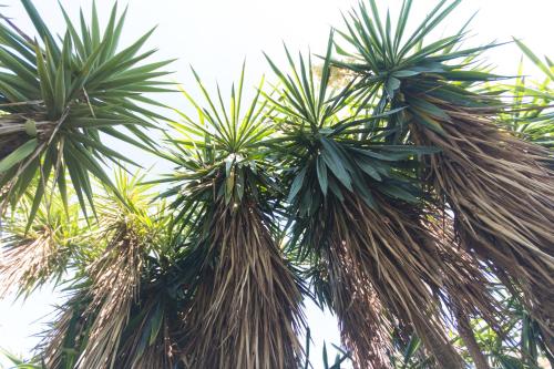 a group of palm trees with the sky in the background at B&B Luxury in Lecce