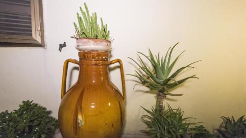 a bottle with a plant in it next to some plants at B&B Luxury in Lecce