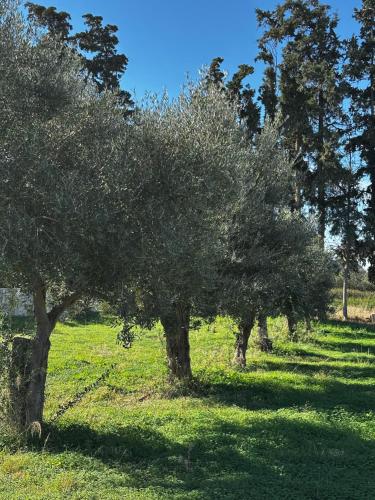 Een tuin van Golden Victory