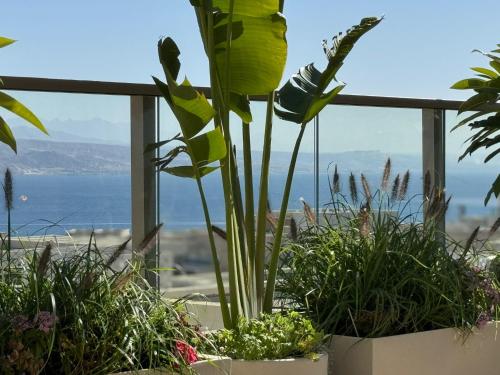 un gruppo di piante in vaso su un balcone con vista sull'oceano di פנטהואז אלגריה - Adults only a Eilat