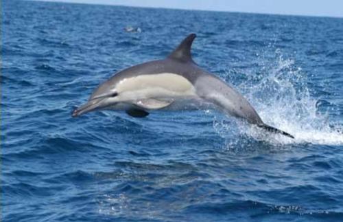 een dolfijn die uit het water springt bij Inyoni Rocks Cabanas 15 in Amanzimtoti