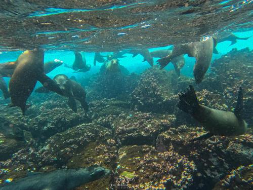 een groep pinguïns die in de oceaan zwemmen bij Carliza Nature Lodge in Puerto Ayora