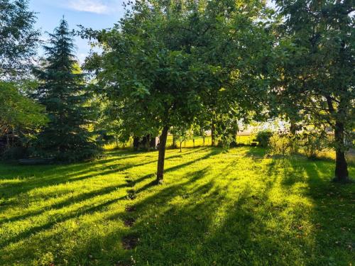 a field of grass with trees in the shade at Ferienhaus Ellmi in Kronach