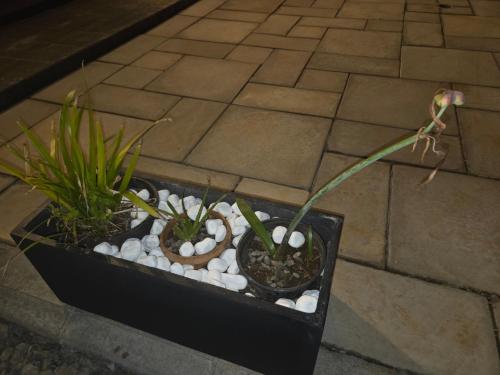 un paio di piante in un vaso nero con delle rocce di The Palms Property a Long Mountain