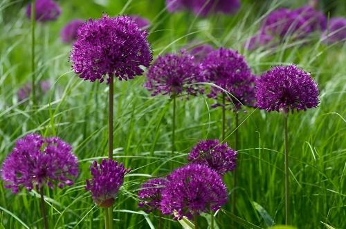 a bunch of purple flowers in a field of grass at Privatpension Waldbröl in Waldbröl