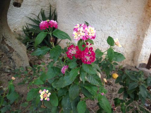 a plant with pink and yellow flowers next to a wall at La Casa del Limoneto in Favignana