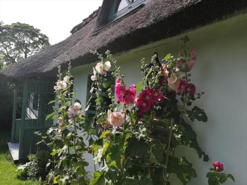 Afbeelding uit fotogalerij van 4020-Stege-Udbyvej-10 in Stege