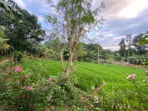 a field of grass with a tree in the middle at Diyaluma Villa Resort in Koslanda