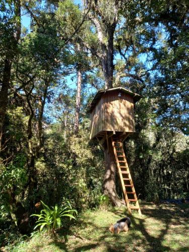a tree house in the middle of a forest at Rio Privativo, Piscina e Starlink - Casa Terras de Minas in Gonçalves