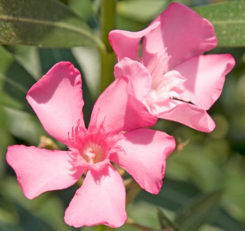 a close up of a pink flower at Nicolas Antiparos in Antiparos Town