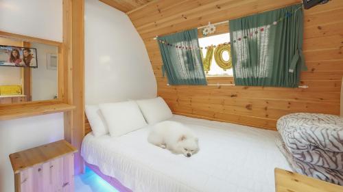 eine weiße Katze, die auf einem Bett in einem Zimmer liegt in der Unterkunft Goseong Jjun Camping Pension in Goseong