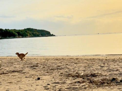 a dog running on a beach near the water at RYUKYU BREEZE 1棟貸し 天然ビーチまで徒歩30秒 プライベートプール付きVilla 北部 in Nago